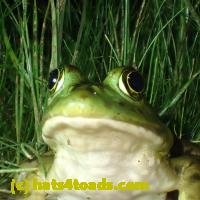 /home//u458753944/public_html/sourcegallery/////////////////////////Frogs/More bullfrogs/P7060240.JPG